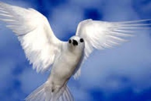 С международным днём мира!